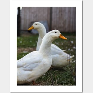 Two White Inseparable Ducks at the Farm Posters and Art